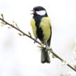 La Mésange charbonnière est une imitatrice méconnue