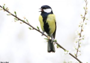 Mésange charbonnière (Parus major)