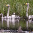 Le Cygne chanteur pourrait remplacer partiellement le Cygne tuberculé dans le sud-est de la Norvège