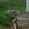 Des Bihoreaux gris et violacés chassent les chauves-souris sous un pont au Texas (États-Unis)