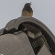 Rougequeue hybride chantant sur une grange en Belgique