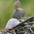 Femelle de Rougequeue noir en Belgique