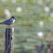 Guifette moustac en Brenne