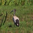 Ibis sacré en Loire-Atlantique