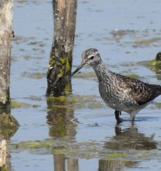 Sortie ornithologique guidée dans les marais et les étangs de Damphreux