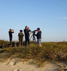 Participez au suivi 2020 de la migration au cap Ferret (Gironde)