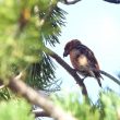 Bec-croisé des sapins avec de la résine sur le bec ?