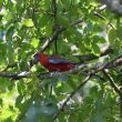 Perruche de Pennant dans les Landes