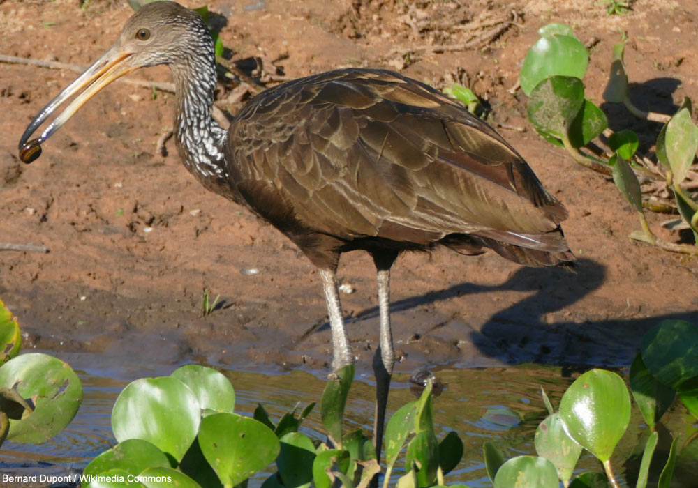 Courlan brun (Aramus guarauna)