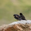 Les Chocards à bec jaune se rassemblent en été pour manger des insectes, sauf si les touristes leur proposent « mieux »