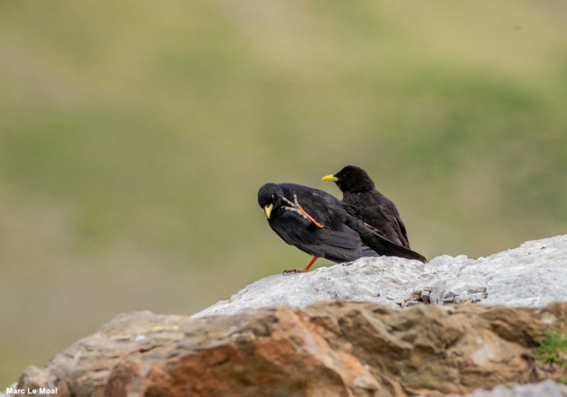 Les Chocards à bec jaune se rassemblent en été pour manger des insectes, sauf si les touristes leur proposent « mieux »