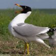 Le Goéland ichthyaète semble désormais être établi dans le delta du Danube