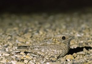 Engoulevent de Nubie (Caprimulgus nubicus)