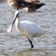 Spatule blanche sur le lac de Madine