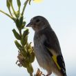 Chardonneret élégant  juvénile