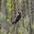 Chardonneret élégant femelle