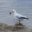 Mouette rieuse