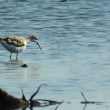 Chevalier stagnatile en Charente-Maritime