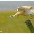 Crabier chevelu en Camargue