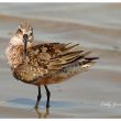 Bécasseau cocorli en Camargue