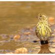 Serin cini au bain