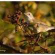 Fauvette grisette mangeant des mûres