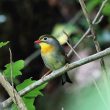 Exposition et sortie guidée pour découvrir les oiseaux de la forêt de Montmorency (Val-d’Oise)