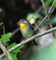 Exposition et sortie guidée pour découvrir les oiseaux de la forêt de Montmorency (Val-d’Oise)