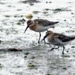 Bécasseaux variable et cocorli juvéniles sur l’île de Noirmoutier