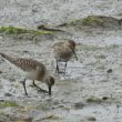 Bécasseaux variable et cocorli juvéniles sur l’île de Noirmoutier