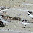 Limicoles sur la plage de Genêts