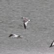 Une jeune Mouette de Sabine en Seine-et-Marne