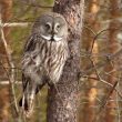 La florissante population norvégienne de Chouettes lapones aurait pour origine de jeunes oiseaux suédois