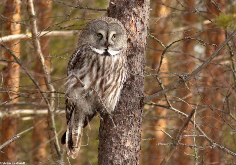 La florissante population norvégienne de Chouettes lapones aurait pour origine de jeunes oiseaux suédois