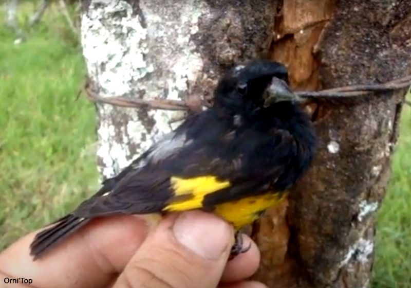 Proposition contestée de reconnaissance d’une nouvelle espèce : le Chardonneret de La Paz (Spinus lapazensis)