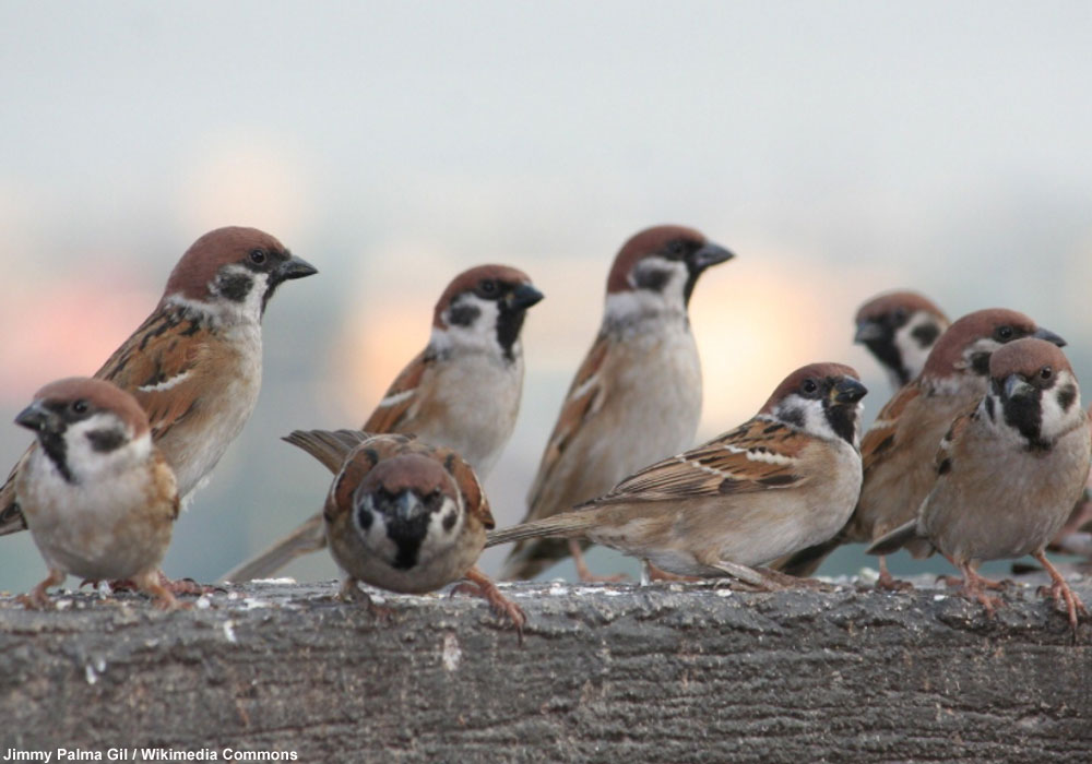 Moineaux friquets (Passer montanus)