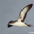 Description d’une nouvelle sous-espèce endémique du Puffin des Anglais dans les îles Canaries