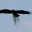 Bonnes nouvelles pour l’Aigle impérial et le Pélican frisé en Bulgarie en 2020