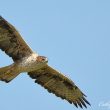 Pour les Aigles de Bonelli espagnols, les périodes de congés ne sont pas des vacances