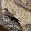 Hirondelle de rochers sur l’église de Domme