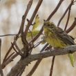 Bruant jaune