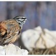 Bruant fou dans les Préalpes