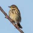 Pipit farlouse