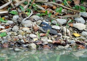 Jeune Hirondelle rustique (Hirundo rustica)