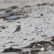 Pipit de Richard sur le Sillon de Talbert