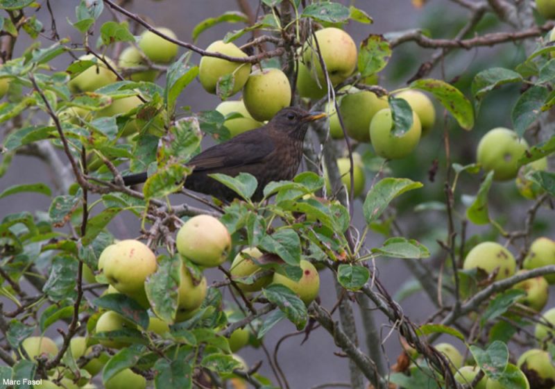 L’importance des pommiers pour les oiseaux, notamment en automne et en hiver