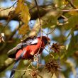 Perruche de Pennant dans les Landes