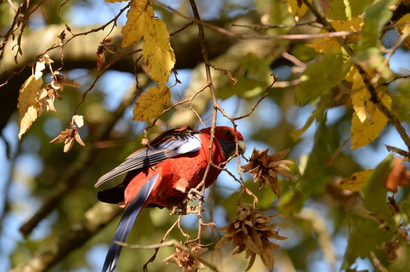 Perruche de Pennant dans les Landes