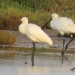 Spatules blanches sur la lagune de Nador