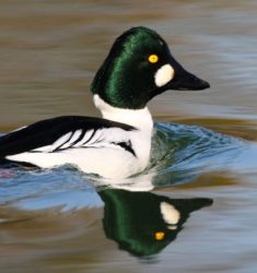 Visites guidées de la réserve écologique des Maillys (Côte-d’Or)